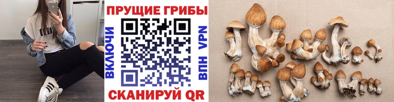 Псилоцибиновые грибы GOLDEN TEACHER Купить закладки Бабаево